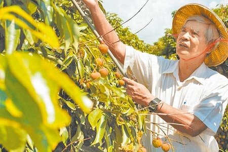 
因天候影響，高雄大樹區的荔枝今年將減產。（本報資料照片）
