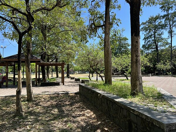 黑板樹開花期，滿地如棉絮種子，民眾反映引起鼻子過敏。圖／李啟維提供