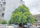 台南土地大量開發　新市列冊白蓮霧老樹剩38棵