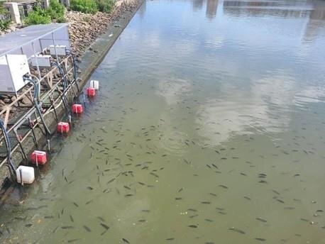 「遠端智控微氣泡曝氣系統」運作時會吸引魚群聚集現象，提供生物良好棲息地及魚庇環境。圖／台南市政府提供