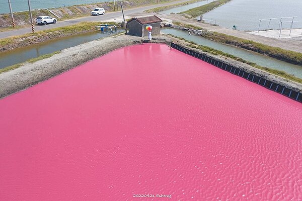 黃先生今年2月設置文蛤的光合菌培養池,其顏色有如草莓奶昔般的肥水,吸引不少民眾來一探究竟。圖/黃一盛提供