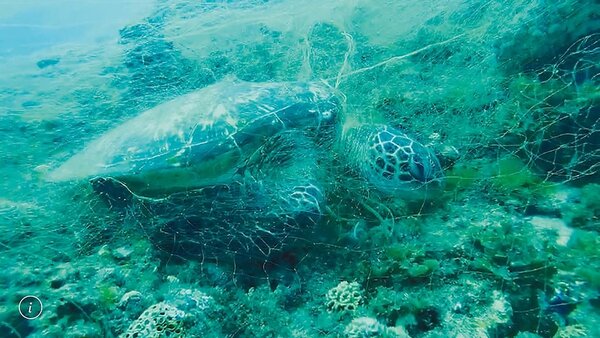 屏東離島小琉球1日傳出綠蠵龜因遭漁網纏住、無法上岸換氣而死亡，消息一出引發愛海人士不滿。圖／吳文傑提供