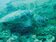 綠蠵龜頻網死　琉球漁會怒吼