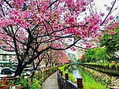 土城櫻花步道－希望之河