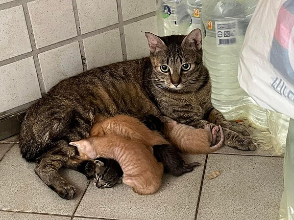 桃園有飼主疑似不當飼養貓咪，在家中不斷近親繁殖，從2隻一直繁殖到47隻，引發譁然。圖／取自崔美瑛臉書