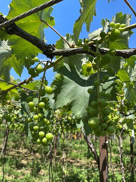 巨峰葡萄今年因氣候異常結果率偏低。圖／台中市政府農業局提供