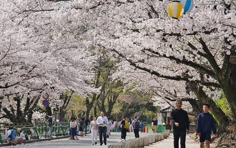 在疫情爆發前的2019年,赴日旅遊的台灣人高達491萬,旅遊業界企盼能早日重開國門,圖為日本熊本城在疫情爆發前遊客如織的景致。圖/聯合報