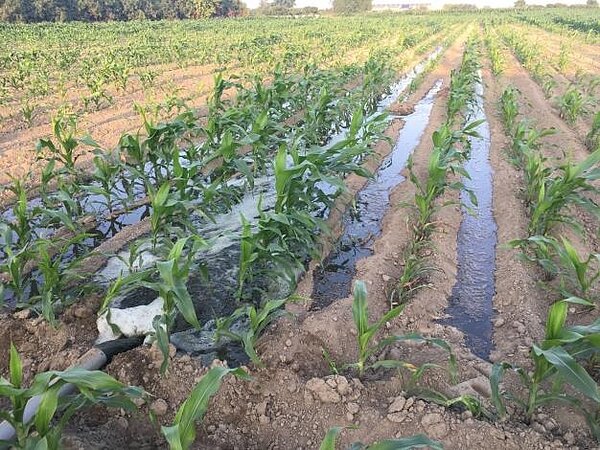 畜牧場肥水回灌飼料玉米田。圖/台南市政府提供