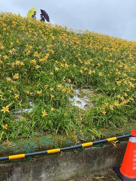 苗栗縣大湖鄉靜湖村大湖溪社寮角堤防400公尺花海今年大轟動，但部分遊客亂入花海等亂象，地方怨聲四起，今天起封園。圖／胡娘妹提供