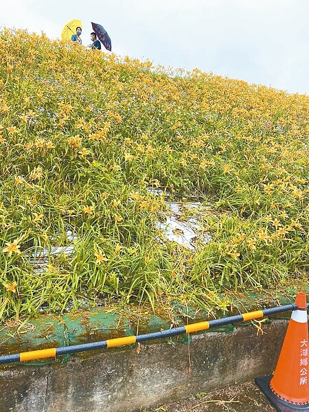 苗栗縣大湖鄉400公尺金針花海今年大轟動,但亂象頻傳,地方怨聲四起,昨起封園。圖/胡娘妹提供