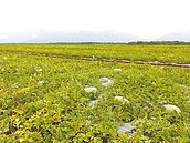 花蓮大西瓜產量少3成　價格漲2成