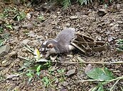 比照22處森林遊樂區防疫　翡翠水庫寵物禁入