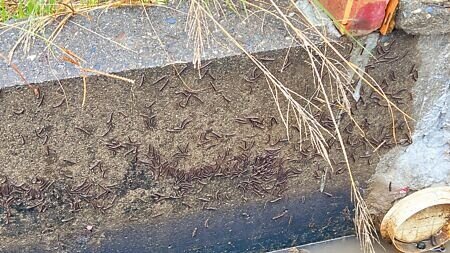 台南市後壁區芭樂農11日一早到芭樂園時,驚見鄰田地上和水溝邊冒出大量馬陸。(張毓翎攝)