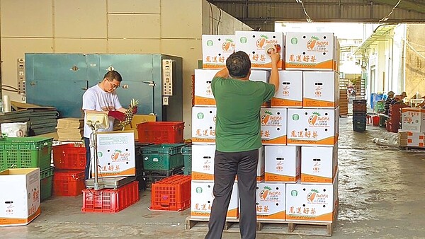 台南山上區農會每年鳳梨產季,有7成鮮果賣到桃園以北。圖/山上區農會提供
