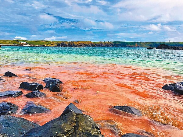 七美臥牛海邊迎來今年第一波紅潮,是珊瑚產子的繁殖現象,紅潮來時也預告澎湖觀光季正式揭開序幕。圖/七美鄉公所提供