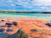 珊瑚產卵　澎湖七美迎第一波紅潮