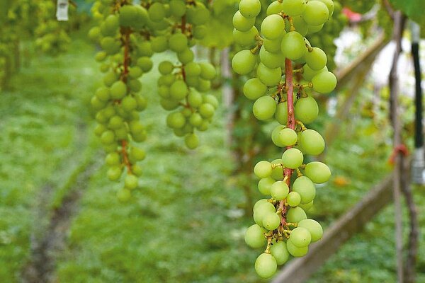 苗栗縣卓蘭鎮巨峰葡萄因3月霪雨,釀成「石葡萄」災害, 損失約2100萬元。圖/苗栗縣政府提供