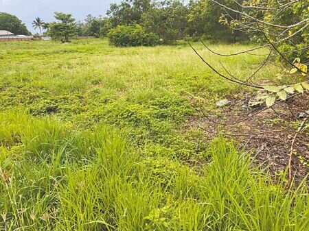 原台南小巨蛋預定地轉型規畫「國立科學未來館」,目前沒有進度,現址一片荒煙蔓草。(曹婷婷攝)