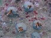 小琉球珊瑚白化　珊瑚苗圃助回春