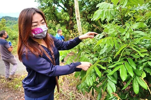 立委馬文君會勘中寮鄉荔枝、龍眼生長情況，果樹上找不到幾顆果實。圖／馬文君提供