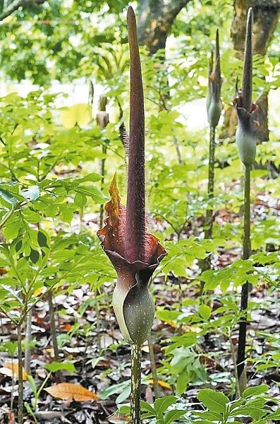 彰化市石牌里八卦山區台灣原生種「雷公槍」密毛魔芋「出鞘」, 彰化精誠中學生物老師李志穎觀察,花序甚至長到2.5公尺,慢慢長到快要打破2.8公尺的世界紀錄。圖/李志穎提供