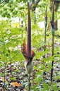 「雷公槍」密毛魔芋花序長到2.6公尺　快破世界紀錄