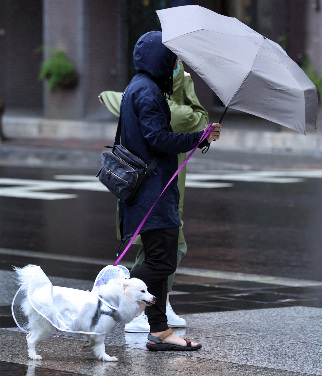 今低溫16度 氣象局說，今天西半部、東北部仍有大雨機率，中部以北低溫下探十六度。昨在雨中外出的民眾及毛小孩，都穿著雨衣保暖。記者侯永全／攝影 