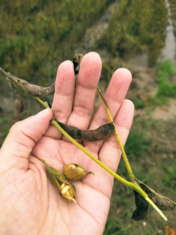 連日梅雨不歇，台南後壁農民栽種大豆已因不堪雨水浸泡而發芽。圖 ／取自後壁農會臉書粉絲團
