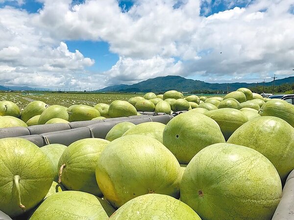 花蓮大西瓜栽種品種主要為「華寶西瓜」，是花蓮縣的「綠鑽」，平均每顆約重25至28台斤，第一期花蓮西瓜大約在5月中、下旬上巿，產期約一個月。（農糧署東區分署提供）