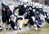 拍板！6月起生乳收購價格每公斤漲2元　每半年檢討