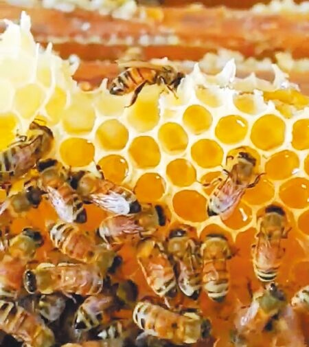 全球108種重要作物中，有92種靠蜜蜂授粉，但近年蜜蜂數量下滑，若沒有蜜蜂授粉，全球每年農業經濟損失高達4.7兆新台幣，占農產品總產值9.5％。（張朝欣攝）