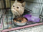 新北寵物殯葬業無法條管理　侯：若違法就立即處理