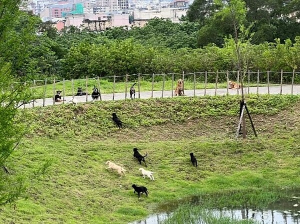 新竹市生命紀念園區樹葬區浪犬群聚嚴重。圖／市議員林耕仁提供