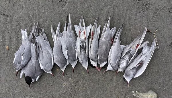 花蓮溪出海口近日有鳥友發現大批野鳥死亡，縣府採樣送驗，確認是高病原性的H5N1禽流感病毒株。圖／花蓮縣野鳥學會提供