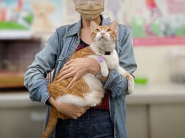 抱貓正確動作,應一手置於貓前腳及胸口位置,另一手托住後腿及屁股位置,讓貓全身都能被穩穩地支撐著,才能讓貓感到安心。圖/新北市政府提供