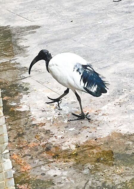 埃及聖出現在屏東縣政府周邊覓食,引來洽公民眾關注。(林和生攝)