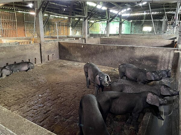 桃園市議會三讀通過桃園市新設置畜牧場自治條例，未來新的養豬場、養雞場需距離集合式住宅及機關學校300公尺，還要符合環保局汙染防制規定才能興設。記者朱冠諭／翻攝