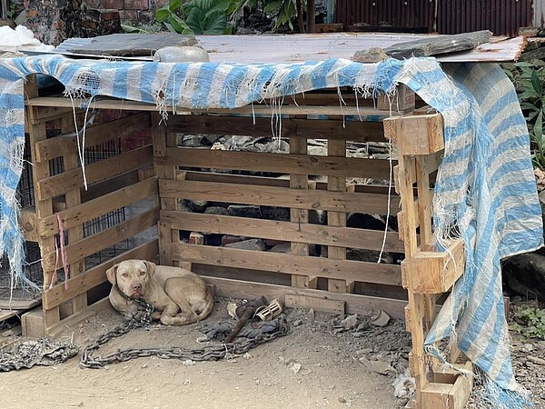 闖禍的比特犬，江姓飼主已沒有意願繼續飼養，農業處將比特犬帶回收容所，後續配合相關單位偵辦。記者劉星君／翻攝