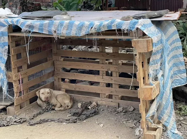 屏東縣江姓飼主飼養的比特犬，案發時雖然有繫繩，但仍發生咬死男童事件。圖／記者劉星君翻攝
