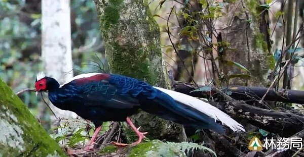 藍腹鷴雄鳥。圖/取自「林務局-森活情報站」臉書粉專