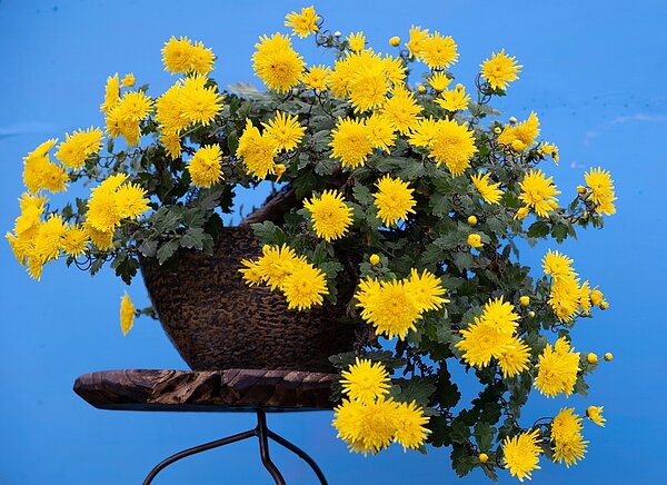 中菊品種「月友」栽培的盆景菊。圖/台北市政府提供