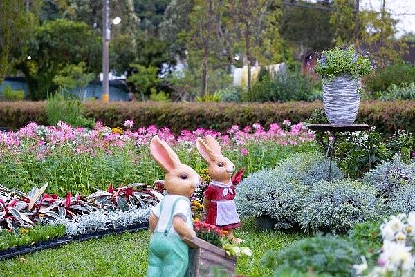 可愛小兔穿梭花叢中。圖/台北市政府提供