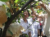 江揆抵台中市勘災　慰問新社菇農與東勢梨農