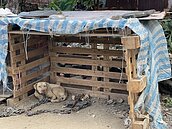 咬死童比特犬　動保請願留命