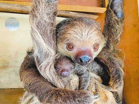 近日壽山動物園的樹懶寶寶剛誕生，超萌模樣擄獲不少民眾的心。（柯宗緯攝）