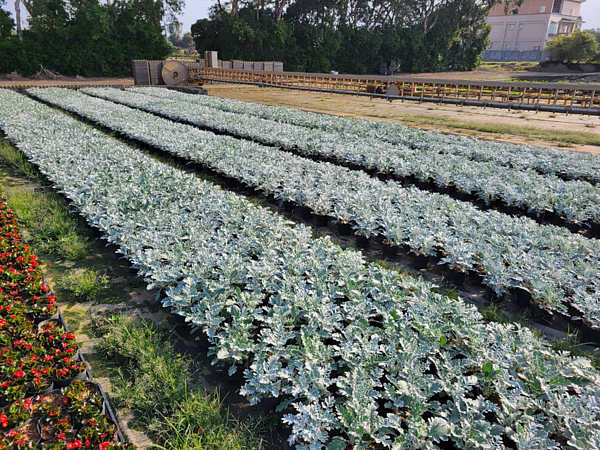 15000盆薰衣草花海春節接棒。圖／北市府提供
