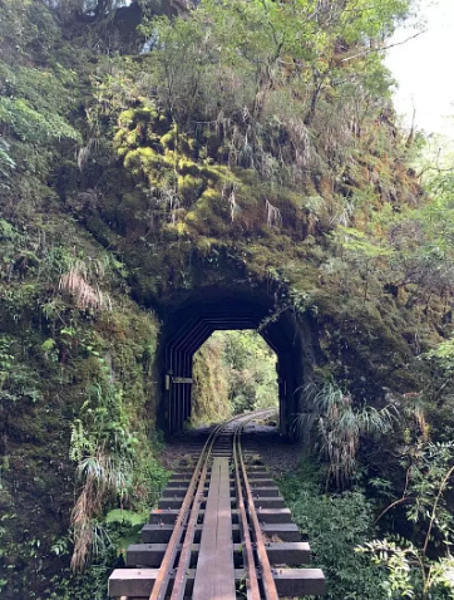 阿里山林鐵及文化資產管理處規畫施作眠月線第8到21號橋梁鐵軌間木板更換工程,明年元月17 日到4月30日封閉,嘉義林管處配合施工暫停開放一葉蘭自然保留區。圖/嘉義林管處提供