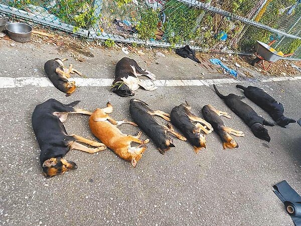 花蓮毛小孩疑遭大毒殺,一夜死14隻。圖/動保志工林小姐提供