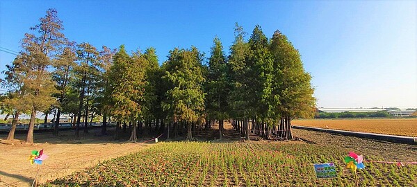 台南市六甲區落羽松景點四周已開始整地種草花，準備迎接明年1月中旬登場的落羽松季的來臨。圖／六甲區公所提供