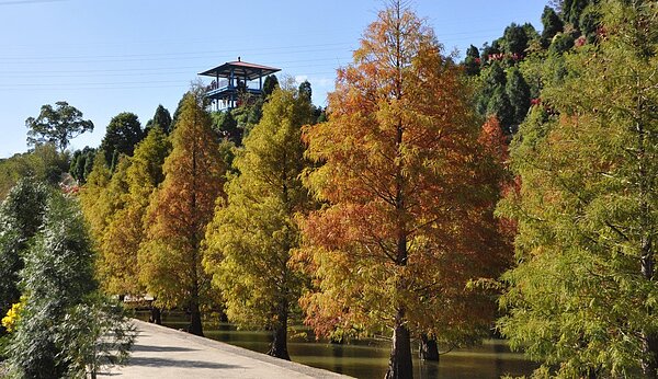 苗栗縣三灣鄉台3線落羽松最近轉紅,景致美不勝收,警方因應落羽松觀光人潮車潮,即日起至明年1月初在例假日及連假實施交通疏導管制勤務。圖/民眾提供